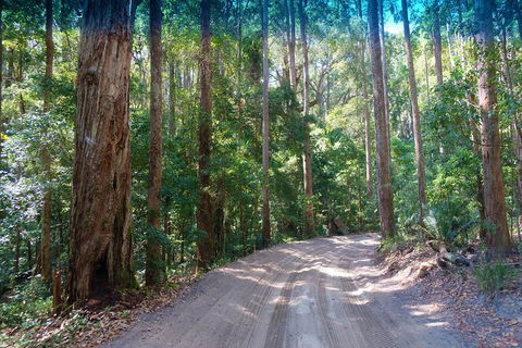 Fraser Island 4WD Tour From Rainbow Beach - Great Ocean Road Restaurant 4