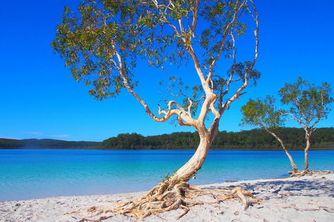 Fraser Island 4WD Tour From Rainbow Beach - Great Ocean Road Restaurant 5