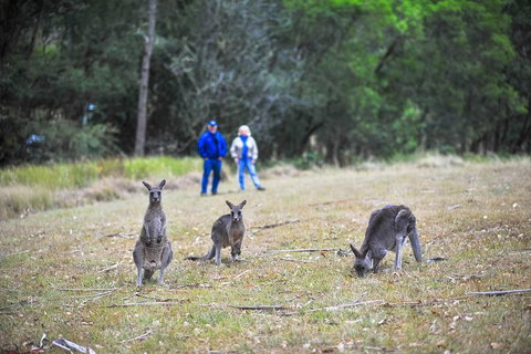 Private Blue Mountains And Winery Day-Trip From Sydney - Great Ocean Road Restaurant 5