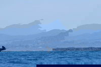 Book Viator Accommodation Vacations Great Ocean Road Restaurant Great Ocean Road Restaurant