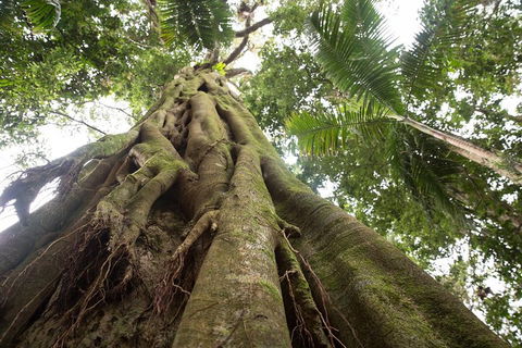 Byron Bay Hinterland Tour Including Rainforest Walk To Minyon Falls - Great Ocean Road Restaurant 2