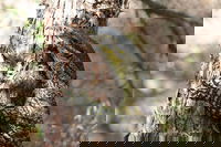 Byron Bay Combo Hinterland Tour Including Minyon Falls and Kayaking with Dolphins