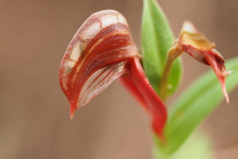 Wave Rock, Wild Flowers And Astro Photography - Great Ocean Road Restaurant 2