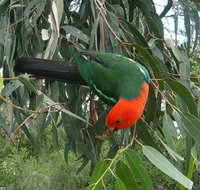 3-Day Private Adelaide to Melbourne tour - Great Ocean Road Restaurant