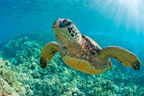 All Inclusive Tangalooma Wrecks Cruise Tour From Gold Coast - Great Ocean Road Restaurant 4