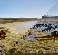 Kangaroo Island Personal Group Tours - Great Ocean Road Restaurant