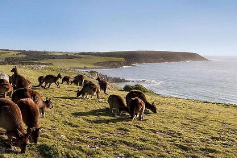 Kangaroo Island Personal Group Tours - Great Ocean Road Restaurant 0