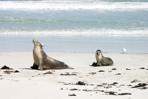 Kangaroo Island Personal Group Tours - Great Ocean Road Restaurant 3
