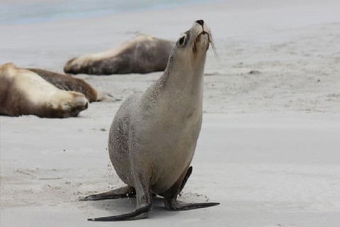 Kangaroo Island Personal Group Tours - Great Ocean Road Restaurant 4