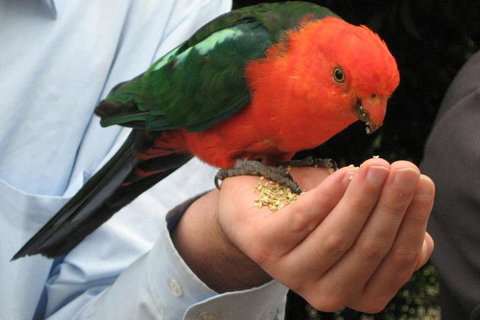 O'Reilly's & Lamington National Park From Brisbane - Great Ocean Road Restaurant 1