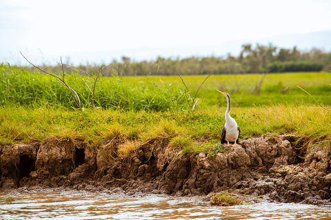 Darwin City Sights And Jumping Crocodile Cruise - Great Ocean Road Restaurant 2