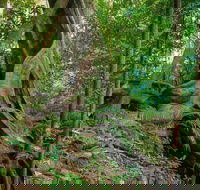 Private Daintree Mossman Gorge Exclusive Nature and Wildlife Focus - Great Ocean Road Restaurant