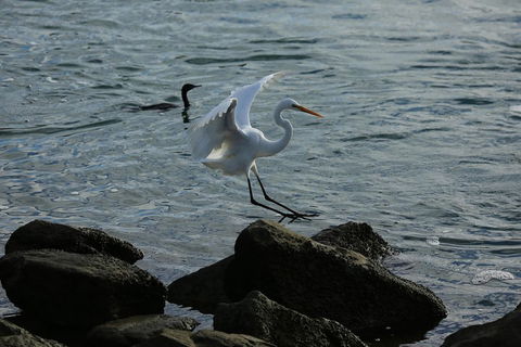Kayak Tour In Adelaide Dolphin Sanctuary - Great Ocean Road Restaurant 1
