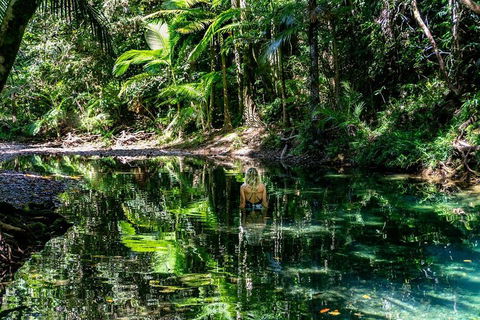 Daintree And Cape Tribulation Full Day Guided Tour - Great Ocean Road Restaurant 1
