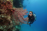 Silversonic Outer Great Barrier Reef Dive and Snorkel Cruise from Port Douglas