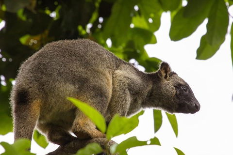 Cairns & Port Douglas All-Inclusive 7 Days Touring Package - Great Ocean Road Restaurant 3