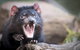 Port Arthur And Tassie Devils Active Day Tour From Hobart - thumb 3
