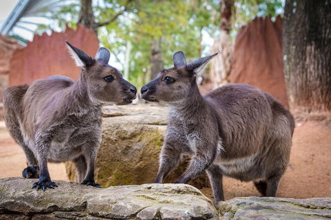The Ultimate Sydney Attractions Pass - Great Ocean Road Restaurant 2