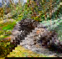 Cradle Mountain National Park Day Tour from Launceston - Great Ocean Road Restaurant