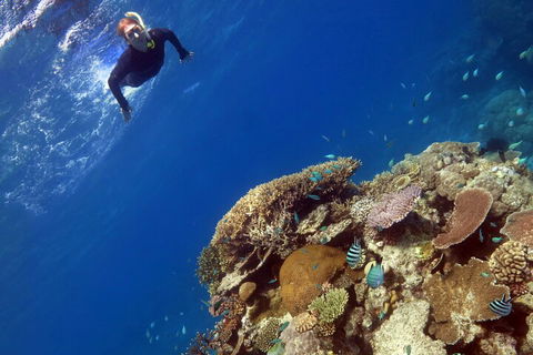 Silverswift Outer Great Barrier Reef Dive And Snorkel Cruise From Cairns - Great Ocean Road Restaurant 3