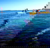 Penguin and Seal Islands Sea Kayaking Experience - Great Ocean Road Restaurant