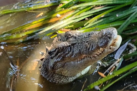 Litchfield Park Adventures And Jumping Crocodile Cruise + Butterfly Farm - Great Ocean Road Restaurant 4