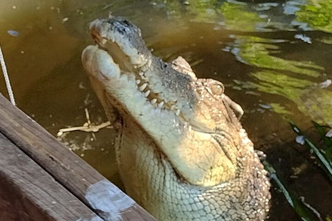 Litchfield Park Adventures And Jumping Crocodile Cruise + Butterfly Farm - Great Ocean Road Restaurant 5