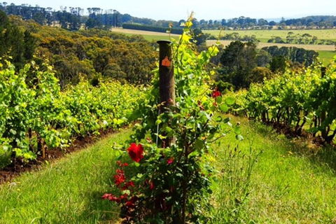 Mornington Peninsula Sightseeing Tour For 2-6 Guests. - Great Ocean Road Restaurant 3