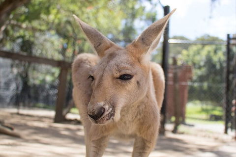 Currumbin Wildlife Sanctuary General Entry Ticket - Great Ocean Road Restaurant 2
