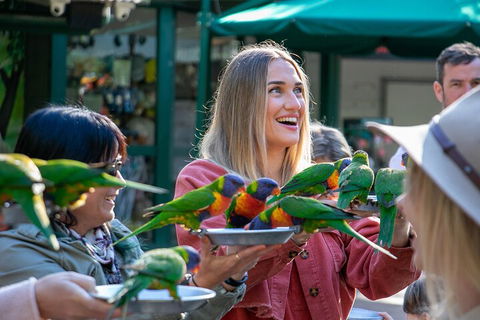 Currumbin Wildlife Sanctuary General Entry Ticket - Great Ocean Road Restaurant 3