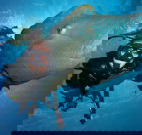 Great Barrier Reef Snorkeling and Diving Cruise from Cairns - Great Ocean Road Restaurant