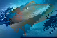 Book Viator Accommodation Vacations Great Ocean Road Restaurant Great Ocean Road Restaurant