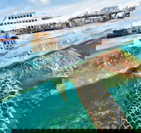 Scenic Helicopter Flight to Moore Reef and Return Snorkeling Cruise from Cairns - Great Ocean Road Restaurant