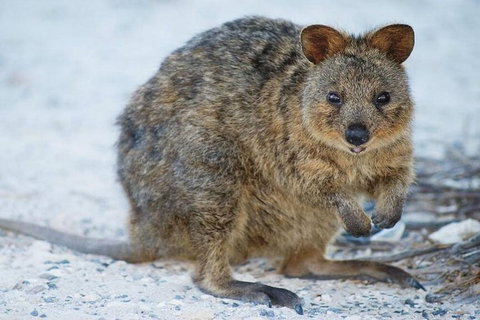 Rottnest Island Bike, Snorkel & Ferry Package From Perth - Great Ocean Road Restaurant 3