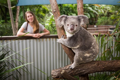 Breakfast With The Koalas At Hartley's Crocodile Park From Cairns Or Palm Cove - Great Ocean Road Restaurant 5