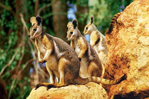 Sydney Harbour Hop On Hop Off Cruise With Taronga Zoo Entry - Great Ocean Road Restaurant 4