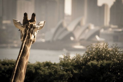 Sydney Harbour Hop On Hop Off Cruise With Taronga Zoo Entry - Great Ocean Road Restaurant 5