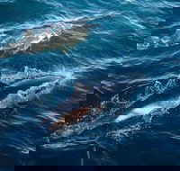 Sydney Whale-Watching Cruise - Great Ocean Road Restaurant