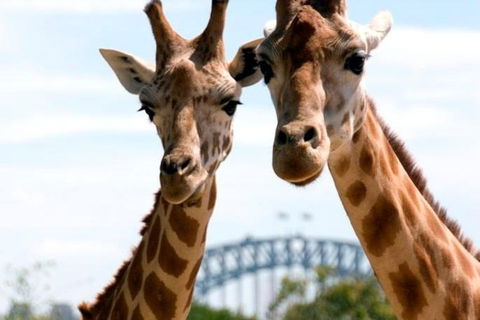 Sydney Harbour Ferry With Taronga Zoo Entry Ticket - Great Ocean Road Restaurant 1