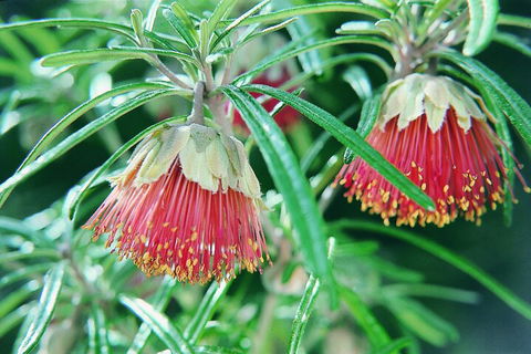 Full-Day Pinnacles Desert And Yanchep National Park Tour From Perth - Great Ocean Road Restaurant 1