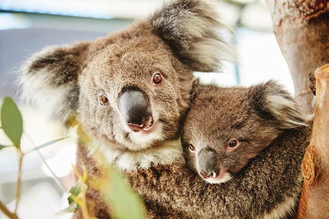 Full-Day Pinnacles Desert And Yanchep National Park Tour From Perth - Great Ocean Road Restaurant 5