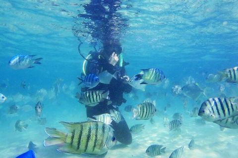 Adventure Moreton Island Scuba Dive Tour - Great Ocean Road Restaurant 1