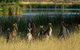 Canberra - The National Capital | Full Day Private Tour | Departs From Sydney - thumb 3