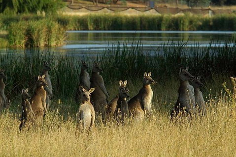 Canberra - The National Capital | Full Day Private Tour | Departs From Sydney - Great Ocean Road Restaurant 3