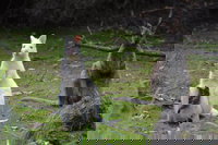 Full-Day Guided Bruny Island Tour from Hobart