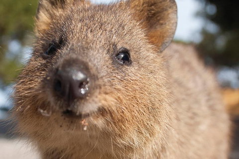 Seaplane Flights Perth To Rottnest Island And Return - Great Ocean Road Restaurant 2