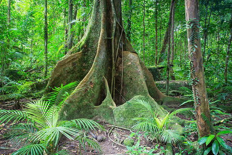 Mossman Gorge Adventure Day - Great Ocean Road Restaurant 4