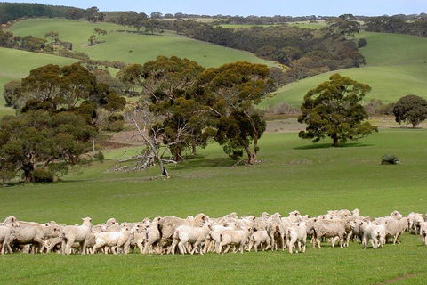 Kangaroo Island Luxury Small Group 'Island Life' Full Day Tour - Great Ocean Road Restaurant 1