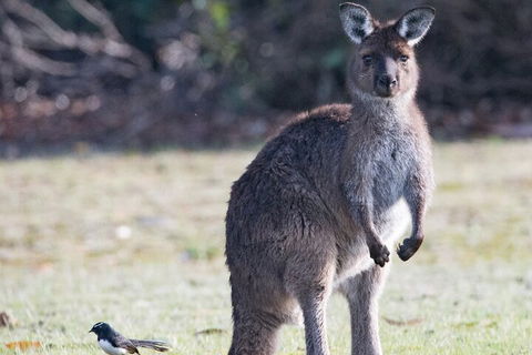 Kangaroo Island Luxury Small Group 'Island Life' Full Day Tour - Great Ocean Road Restaurant 2