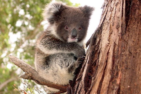 Kangaroo Island Luxury Small Group 'Island Life' Full Day Tour - Great Ocean Road Restaurant 4